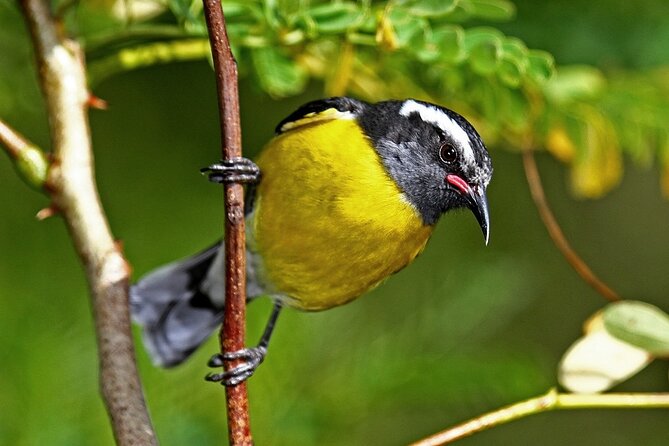 St.Martin - St.Maarten: Small Group, Birding Tour / Bird Watching Tour - Who will enjoy this morning most
