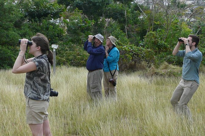 St.Martin - St.Maarten: Small Group, Birding Tour / Bird Watching Tour - Practical details before you reserve