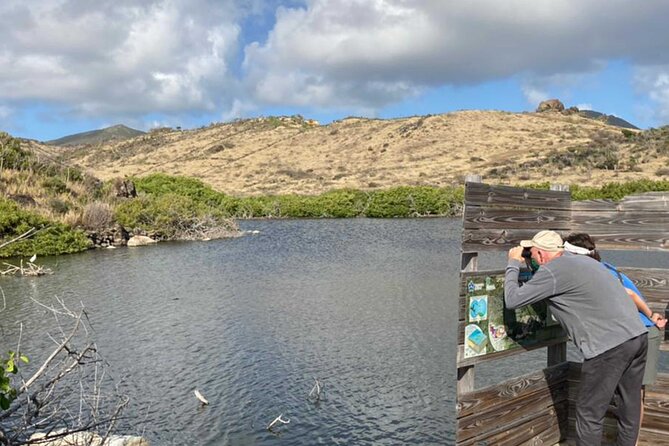 St.Martin - St.Maarten: Small Group, Birding Tour / Bird Watching Tour - Salt ponds, fresh water, and island scrub