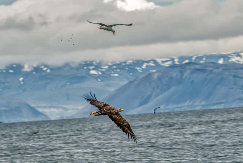 Stykkishólmur: Puffin and Wildlife Boat Tour - Crossing Breiðafjörður Bay