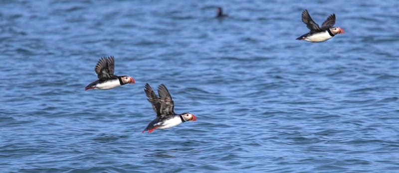 Stykkishólmur: Puffin and Wildlife Boat Tour - The other wildlife around the islands