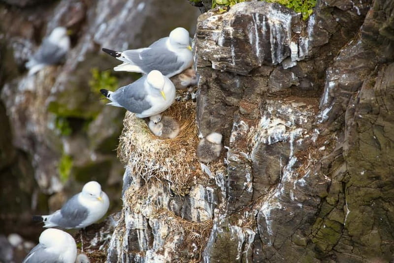 Stykkishólmur: Puffin and Wildlife Boat Tour - Why the small group makes a difference