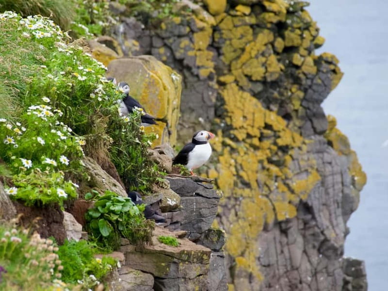 Stykkishólmur: Puffin and Wildlife Boat Tour - Is $104 a fair price?