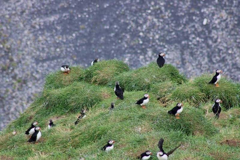 Stykkishólmur: Puffin and Wildlife Boat Tour - Who will enjoy this boat trip most?