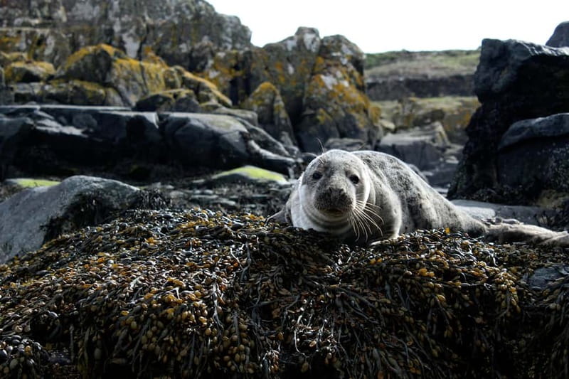 Stykkishólmur: Puffin and Wildlife Boat Tour - Booking advice for the best chance at puffins