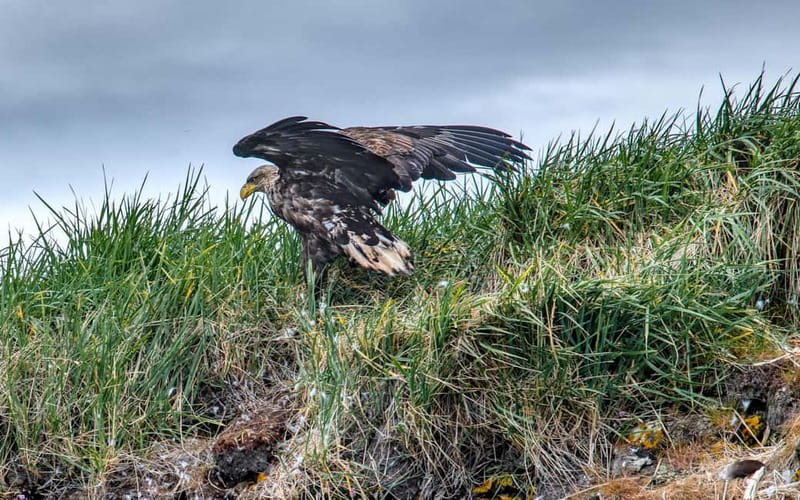 Stykkishólmur: Puffin and Wildlife Boat Tour - Reaching the puffin nesting islands