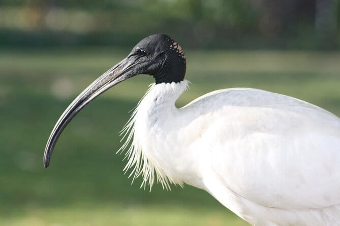 Sultanpur Bird Sanctuary Tour Near Delhi - Key points to know before you book