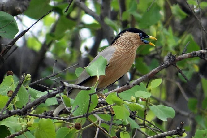 Sultanpur Bird Sanctuary Tour Near Delhi - How much walking should you expect?