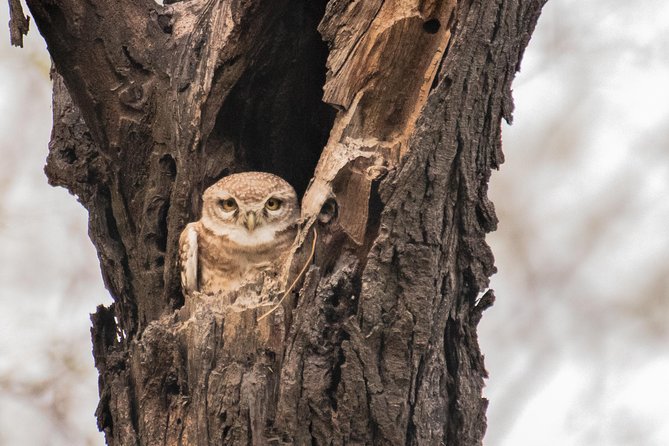 Sultanpur Birding Escapade - Key points to know before you go