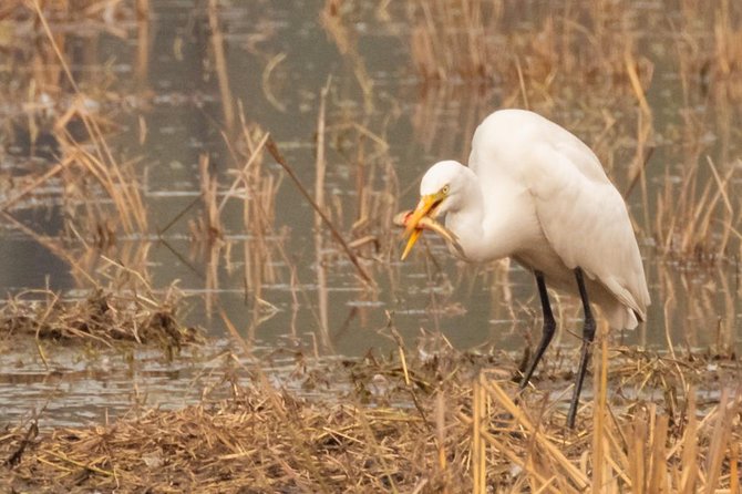 Sultanpur Birding Escapade - A calm birding escape from New Delhi
