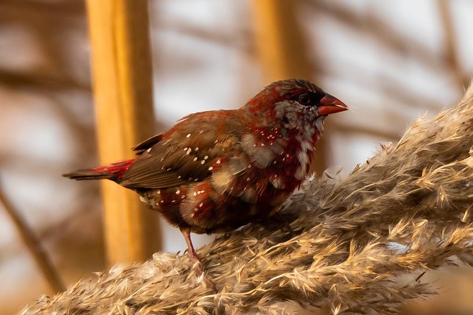 Sultanpur Birding Escapade - Group size, privacy, and pace