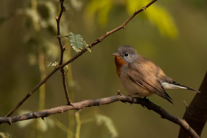Sultanpur Birding Escapade - The drive from Delhi and the possible wetland stop