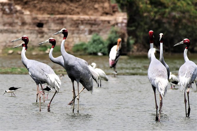 Sultanpur The wonder of Birding from Delhi - Key points to know before you book
