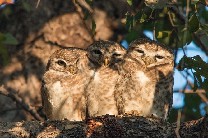 Sultanpur The wonder of Birding from Delhi - Why Sultanpur works as a Delhi day escape