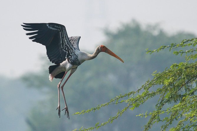 Sultanpur The wonder of Birding from Delhi - Winter visitors and the best birding possibilities