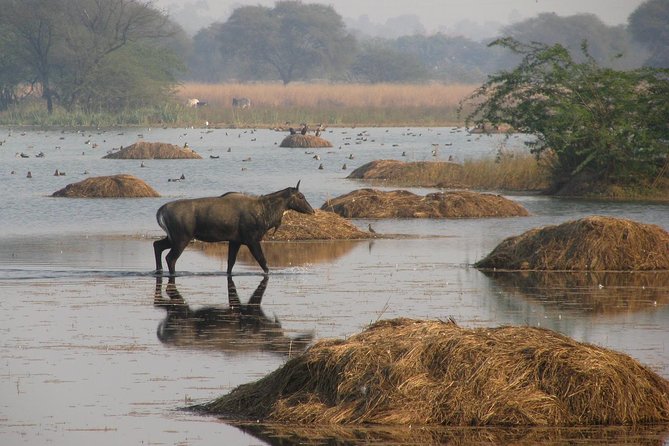 Sultanpur The wonder of Birding from Delhi - Three hours around the Sultanpur wetland