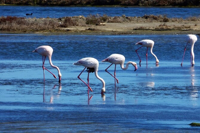 Sunset among flamingos in the Ebro Delta - Why the Ebro Delta makes such a good evening trip