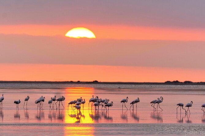 Sunset among flamingos in the Ebro Delta - Learning from Pep, Jacqueline, and Anabel
