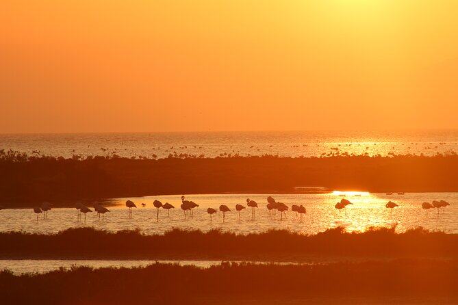 Sunset among flamingos in the Ebro Delta - What the $47.34 price really covers
