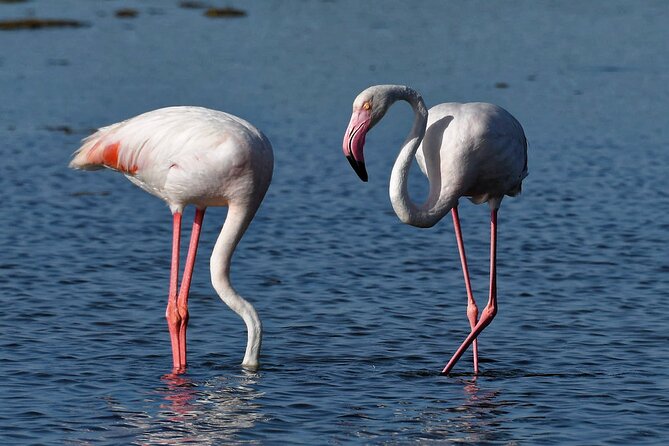 Sunset among flamingos in the Ebro Delta - Bird watching with binoculars provided