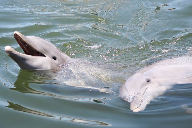 Sunset, Dolphin/Birding On A Private Guided Savannah Cruise - Key points to know before you book