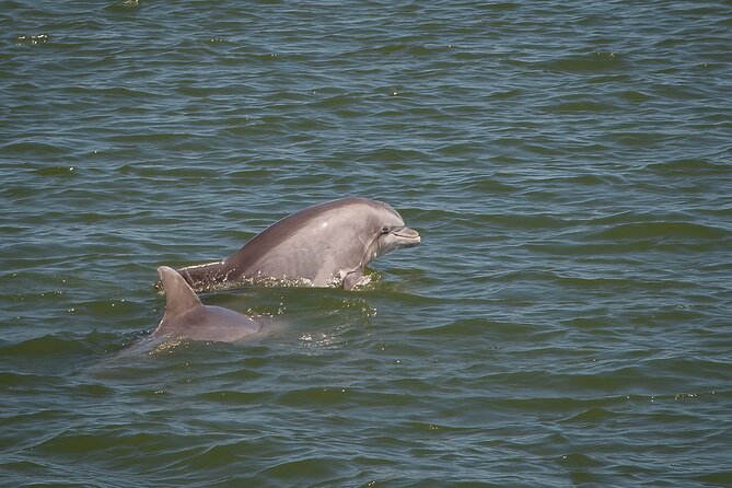 Sunset, Dolphin/Birding On A Private Guided Savannah Cruise - Leaving Isle of Hope for the Skidaway River