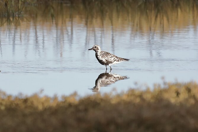 Sussex Birdwatching Private Guided Day Tour - Burpham for raptors and farmland birds
