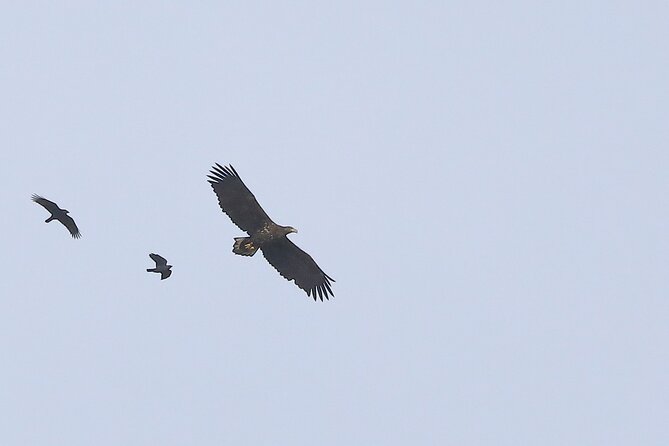Sussex Birdwatching Private Guided Day Tour - Price, group size, and practical value