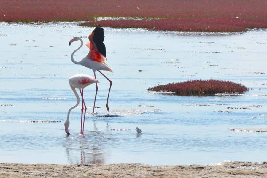 swakopmund city tour dune 7 pink lake pink flamingos - Key points to know before you book
