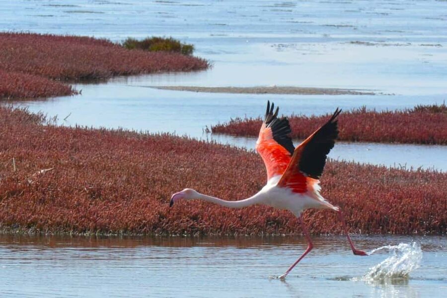 swakopmund city tour dune 7 pink lake pink flamingos - Pink lakes, salt works, and flamingo country