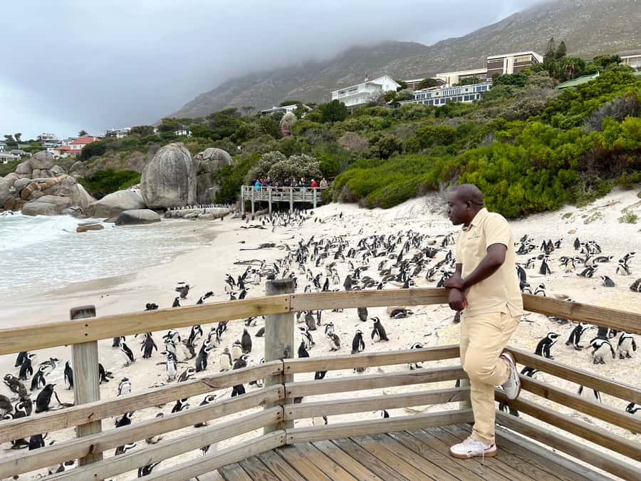 Swim with Penguins at Boulders Beach Penguin Colony - Key points to know before booking