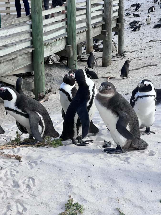Swim with Penguins at Boulders Beach Penguin Colony - Muizenberg and False Bay bring the sea into view