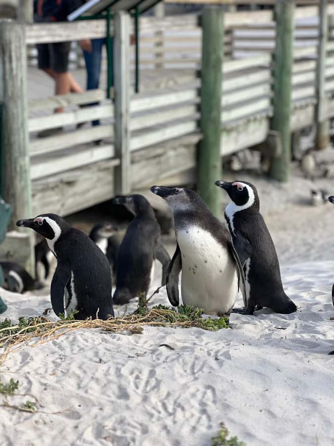Swim with Penguins at Boulders Beach Penguin Colony - Chapman’s Peak is the scenic return route
