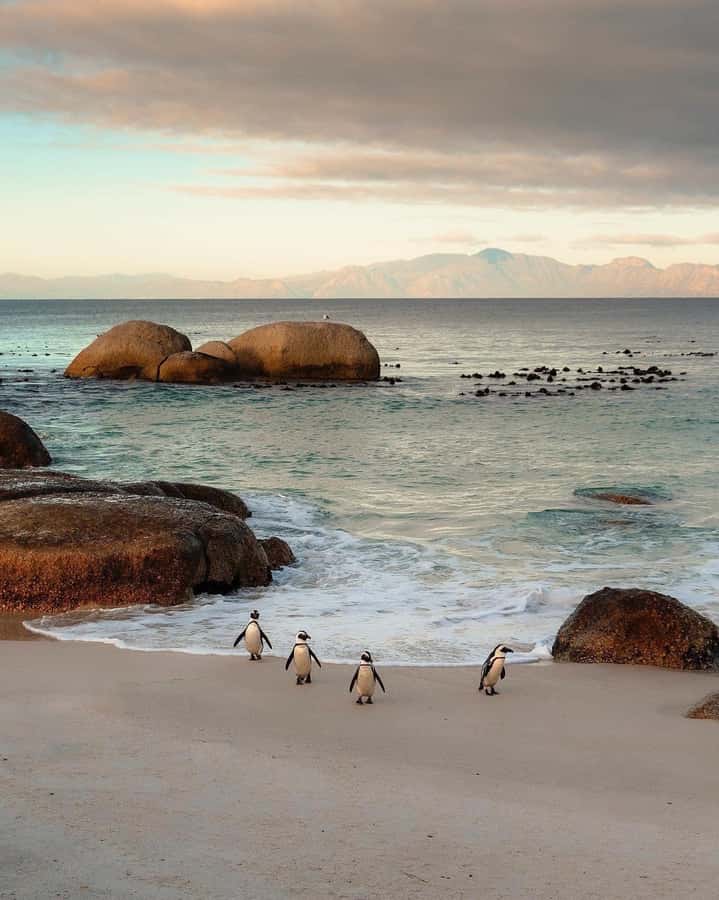 Swim with Penguins at Boulders Beach Penguin Colony - Camps Bay closes the route with another beach view
