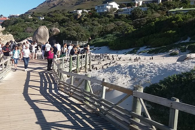 Swim with Penguins At Boulders Chapman's Peak Exc Entry Fees - Boulders Beach and the penguin colony at Simon’s Town
