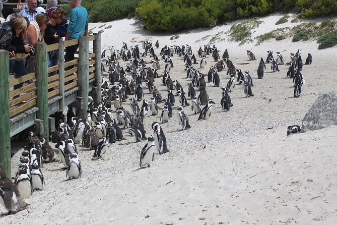 Swim with Penguins At Boulders Chapman's Peak Exc Entry Fees - Should you book it?
