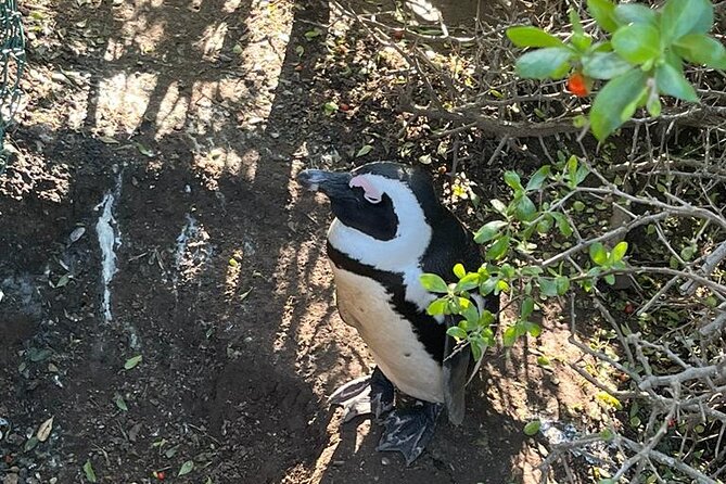 Table Mountain and Penguins Half Day Shared Group Tour - Starting early from Cape Town Central