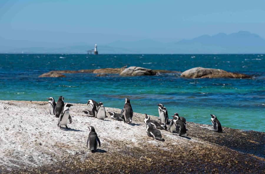 Table Mountain, Cape of Good Hope & Penguins Private Tour - Cape of Good Hope offers the day’s most dramatic coast