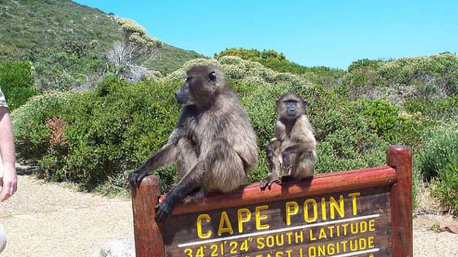 Table Mountain, Cape of Good Hope & Penguins Shared Tour - Chapman’s Peak Drive: the scenic connection
