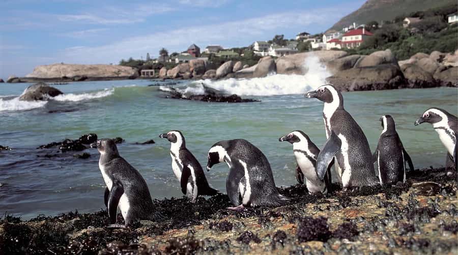 Table Mountain, Cape of Good Hope & Penguins Shared Tour - Cape of Good Hope: rugged coast and old sea routes