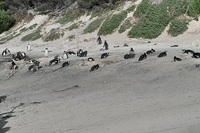 Table Mountain Cape Point Penguin Groot Constantia Private Tour - Chapman’s Peak, one of the day’s best roads