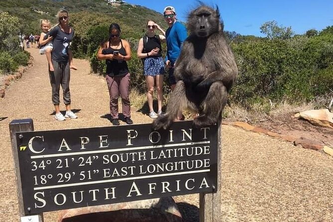 Table Mountain, Cape Point & Penguins Private ,From Cape Town - Simon’s Town gives you a proper lunch break