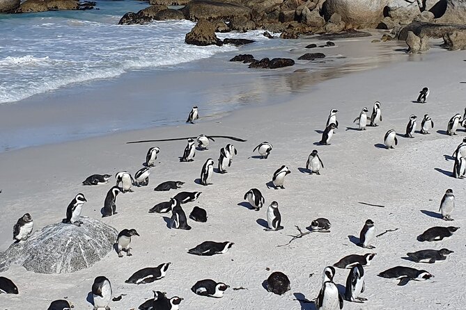 Table Mountain,Cape Point & Penguins Shared Tour, From Cape Town - Cape Point brings the big views