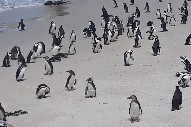 Table Mountain, penguin and Cape of good hope Fees included - Chapman’s Peak makes the drive part of the attraction