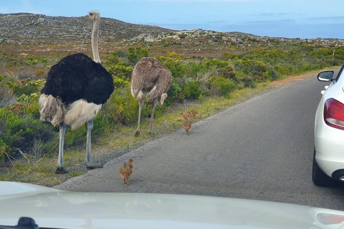 Table Mountain, penguin and Cape of good hope Fees included - Noordhoek Farm Village adds a useful pause
