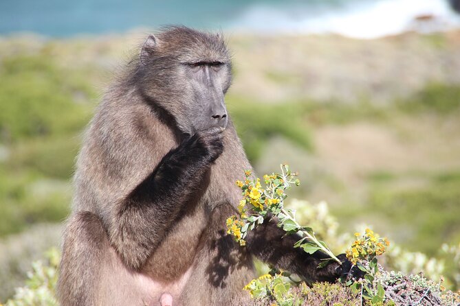 Table Mountain, Penguin,Cape Point Private Day Tour in Cape Town - Cape Town Central and Bo-Kaap set the scene