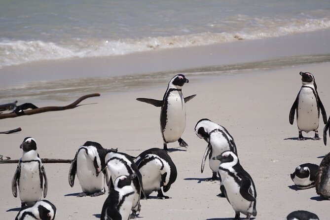 Table Mountain, Penguin,Cape Point Private Day Tour in Cape Town - Simon’s Town adds naval history before the penguins