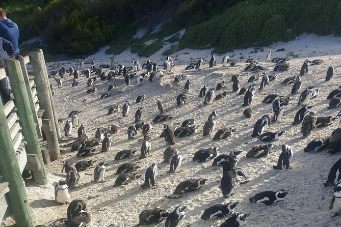 Table Mountain, Penguins and Cape Point Sharing GroupTour - Bo-Kaap adds more than a photo stop