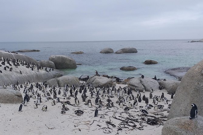 Table Mountain, Penguins, Cape of good hope and Stellenbosch tour - Simon’s Town and Boulders Beach penguins