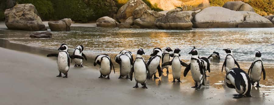 Table Mountain, Penguins & Cape of good hope full day Tour - Table Mountain is the day’s main payoff